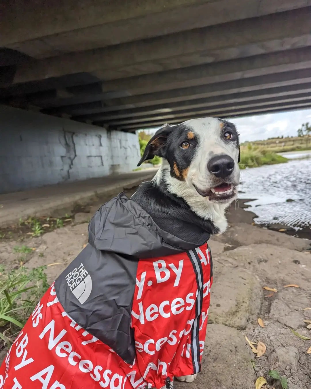 A dog wearing The Dog Face jacket under a bridge, showcasing the durable and stylish design perfect for outdoor use.