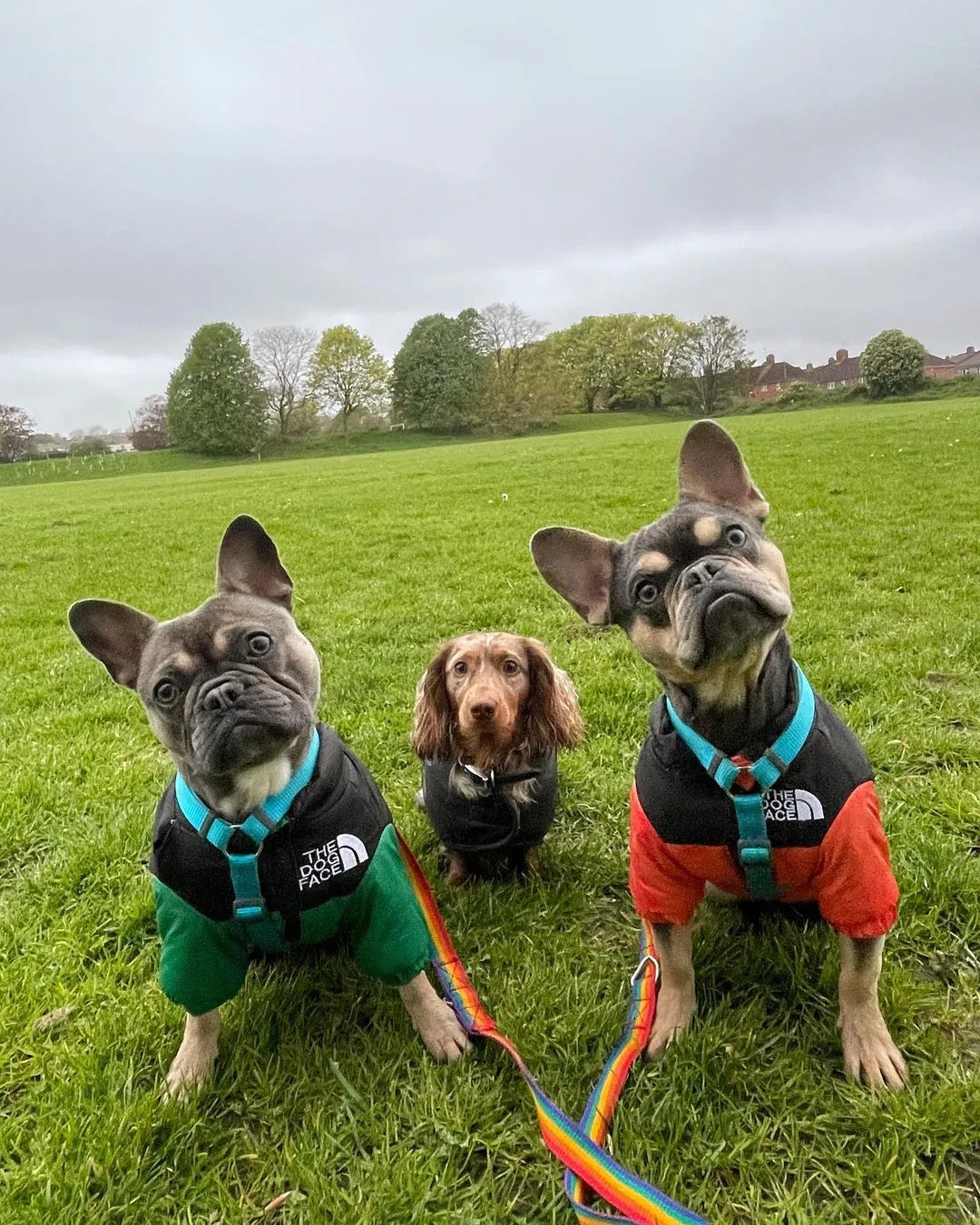 Three dogs wearing The Dog Face jackets in a green field, showcasing comfortable, durable, and stylish dog clothing.