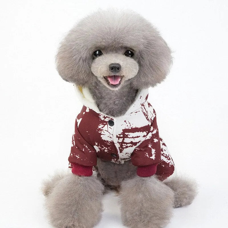 Front view of a poodle wearing a red and white patterned hoodie