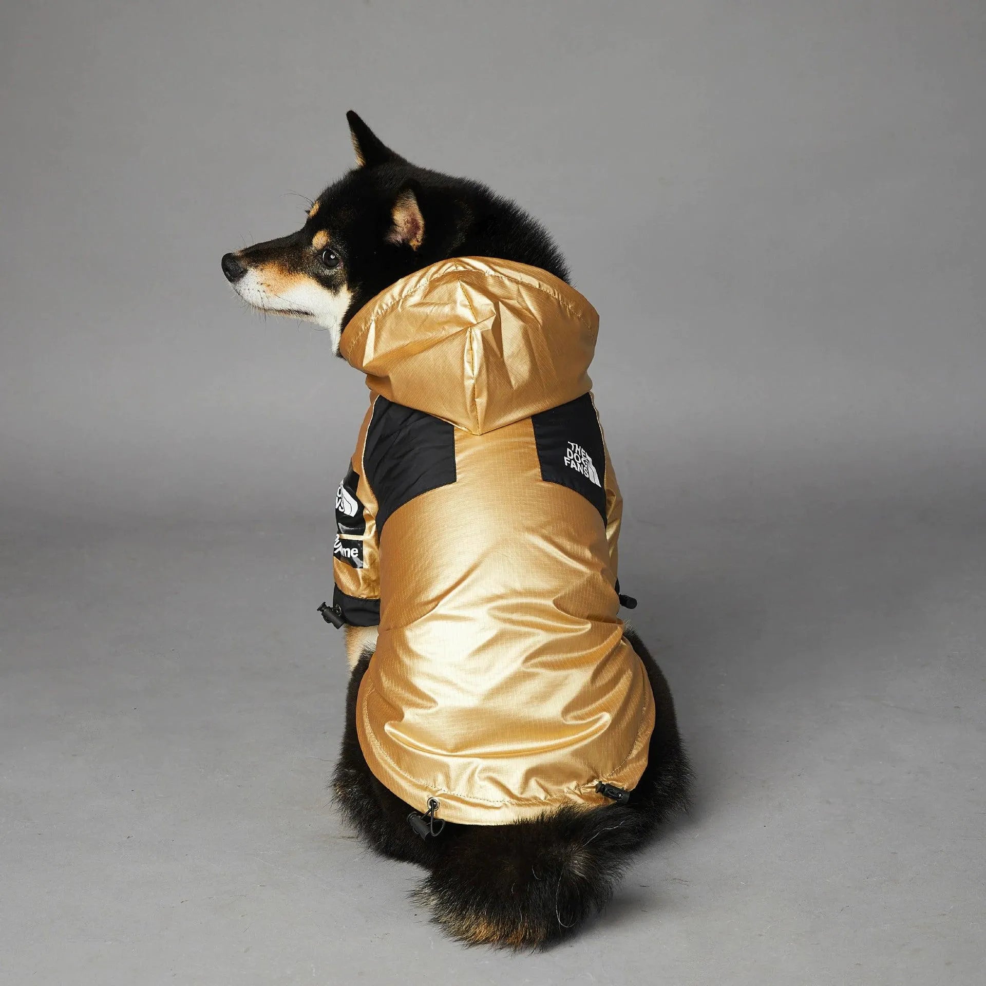 Shiba Inu wearing a cool dog hoodie in gold and black with 'The Dog Fans' logo, looking to the side.