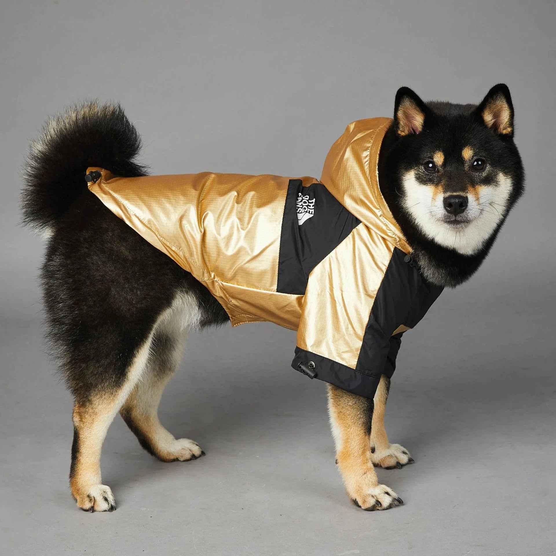 Shiba Inu posing in a cool dog hoodie, showing the gold and black design with 'The Dog Fans' logo.