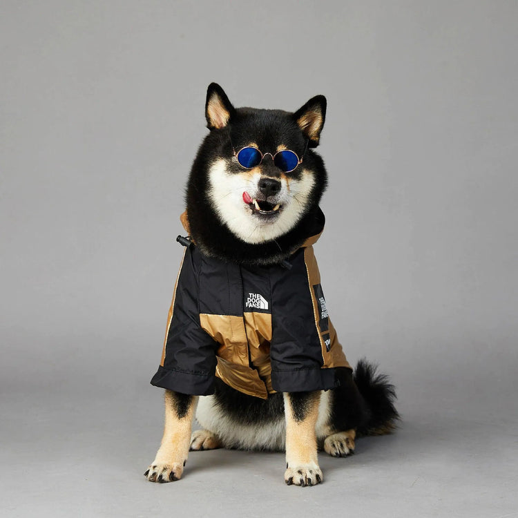 Stylish Shiba Inu wearing a cool dog hoodie in gold and black with 'The Dog Fans' logo, and blue sunglasses.