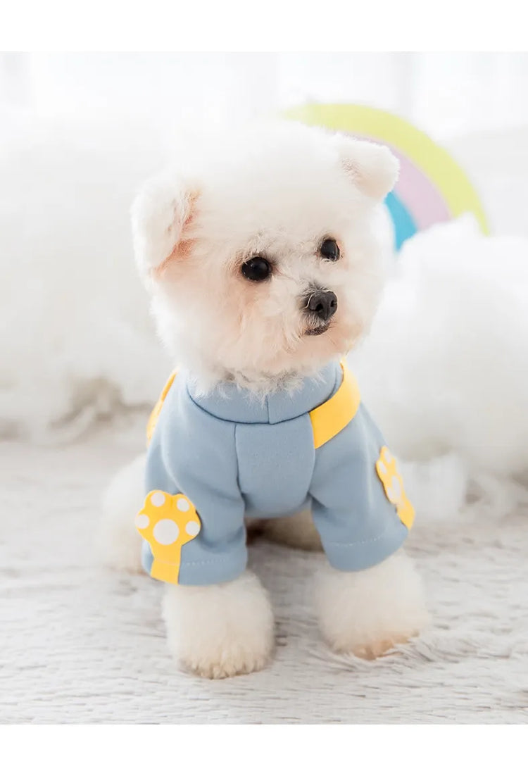 Small white dog in a light blue sweater with yellow accents, showcasing the Designer Dog Sweaters."