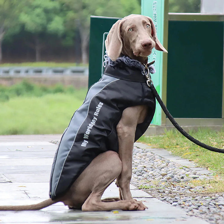 Reflective-DogCoat-black-gary-site-reflective