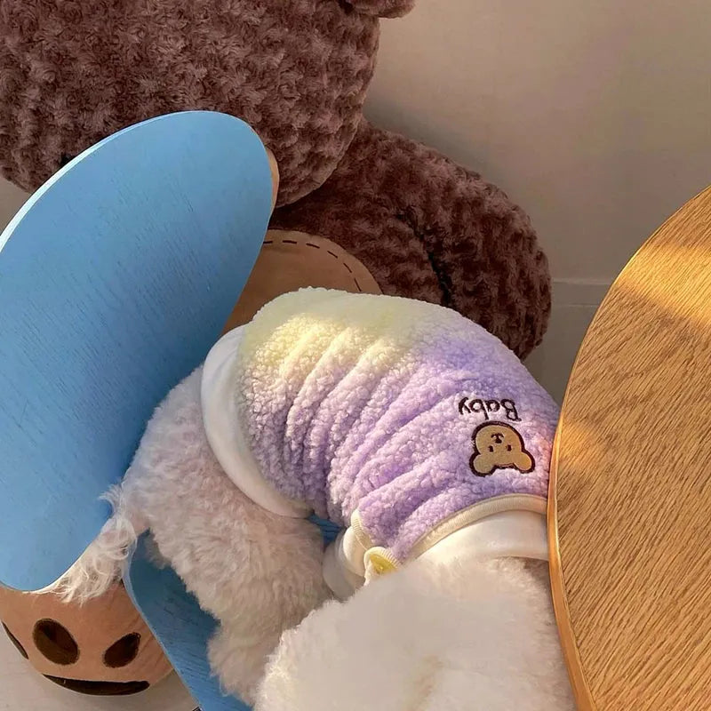 White poodle wearing a blue gradient designer dog sweater for small dogs, sitting next to a large brown teddy bear.