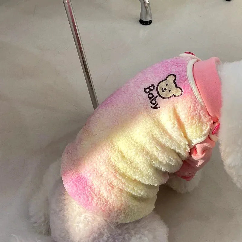 White poodle wearing a pink gradient designer dog sweater for small dogs, sitting on a chair