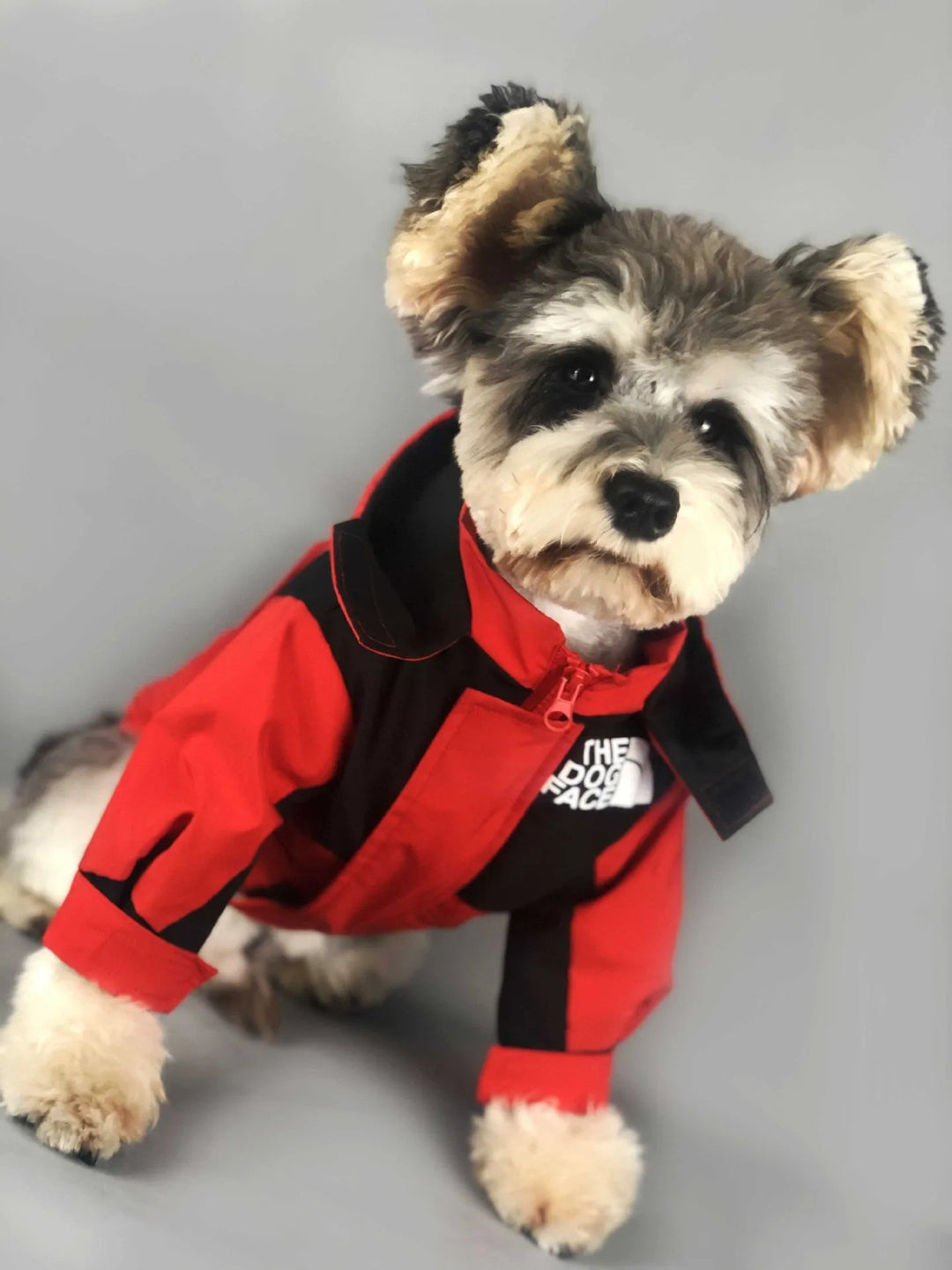 Small dog wearing a red and black waterproof jacket by "The Dog Face," perfect for keeping pets warm and dry.