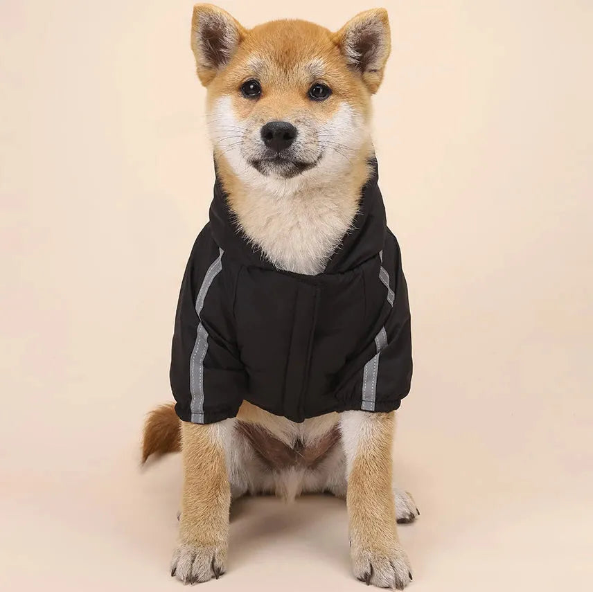 Shiba Inu dog wearing a black raincoat with reflective stripes, highlighting stylish raincoats for dogs.