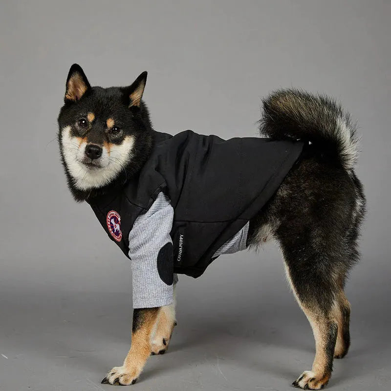 A black and tan Shiba Inu wearing a black and grey large dog coat with a circular patch on the side, standing and facing the camera.