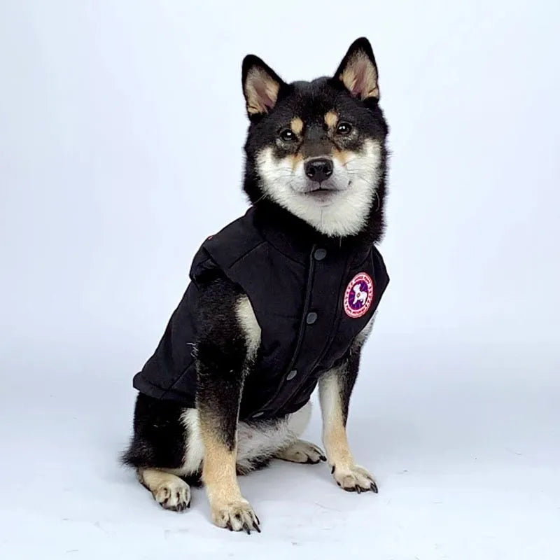 A black and tan Shiba Inu wearing a black and grey large dog coat with a circular patch, sitting against a white background.