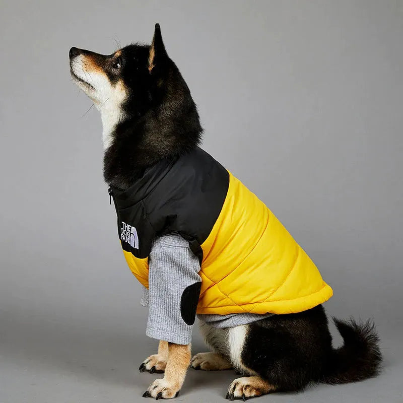 A black and tan Shiba Inu wearing a black and yellow large dog coat with the logo "The Dog Fans" on the side, sitting and looking up.