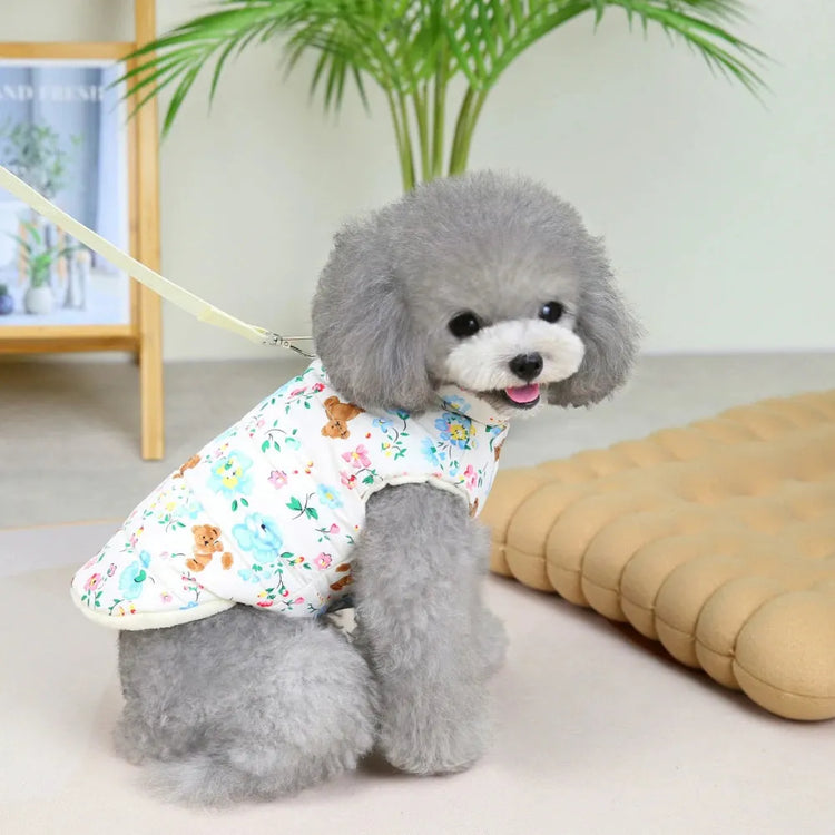 A grey poodle wearing a white dog coat with floral and teddy bear print, sitting and facing the camera.