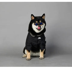 Dog wearing American Apparel Dog Hoodie in black with sunglasses, front view