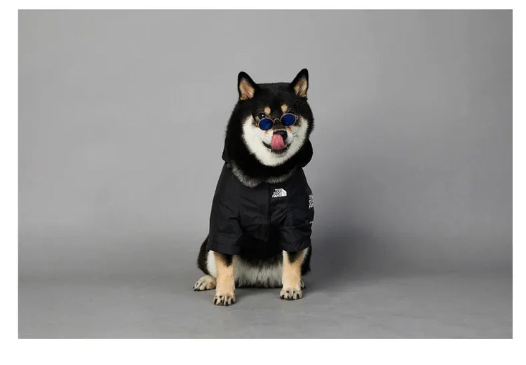 Dog wearing American Apparel Dog Hoodie in black with sunglasses, front view