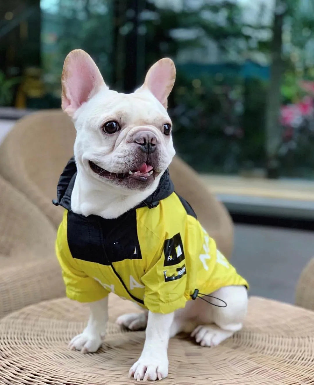 French Bulldog sitting in a yellow "The Dog Face" hoodie, perfect for fashionable pets.