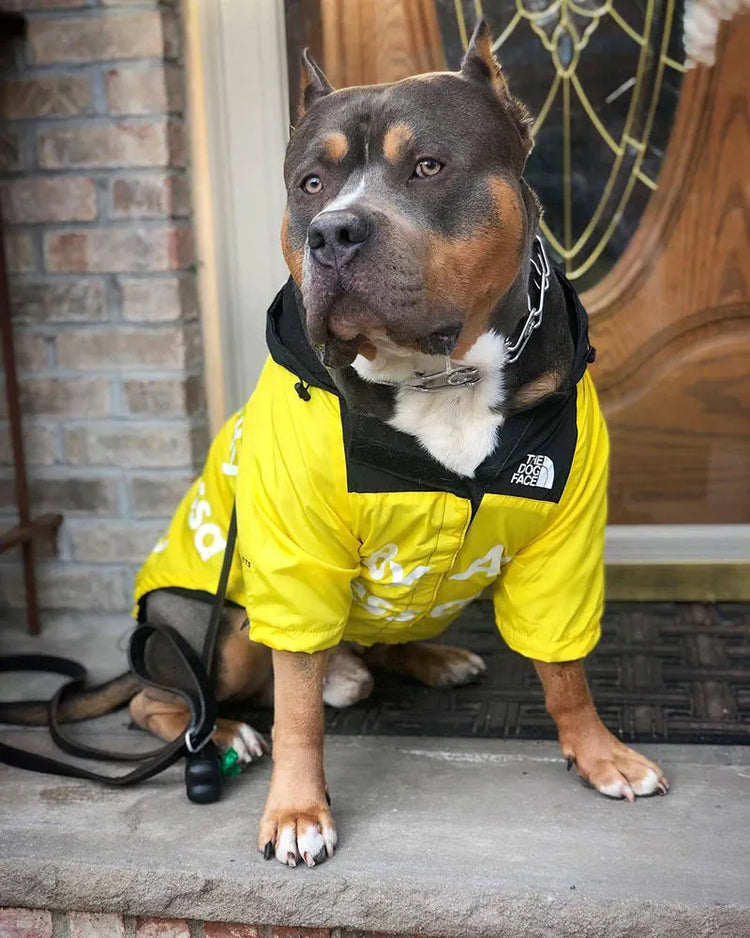 Shiba Inu wearing a yellow "The Dog Face" hoodie, highlighting fashionable dog apparel.