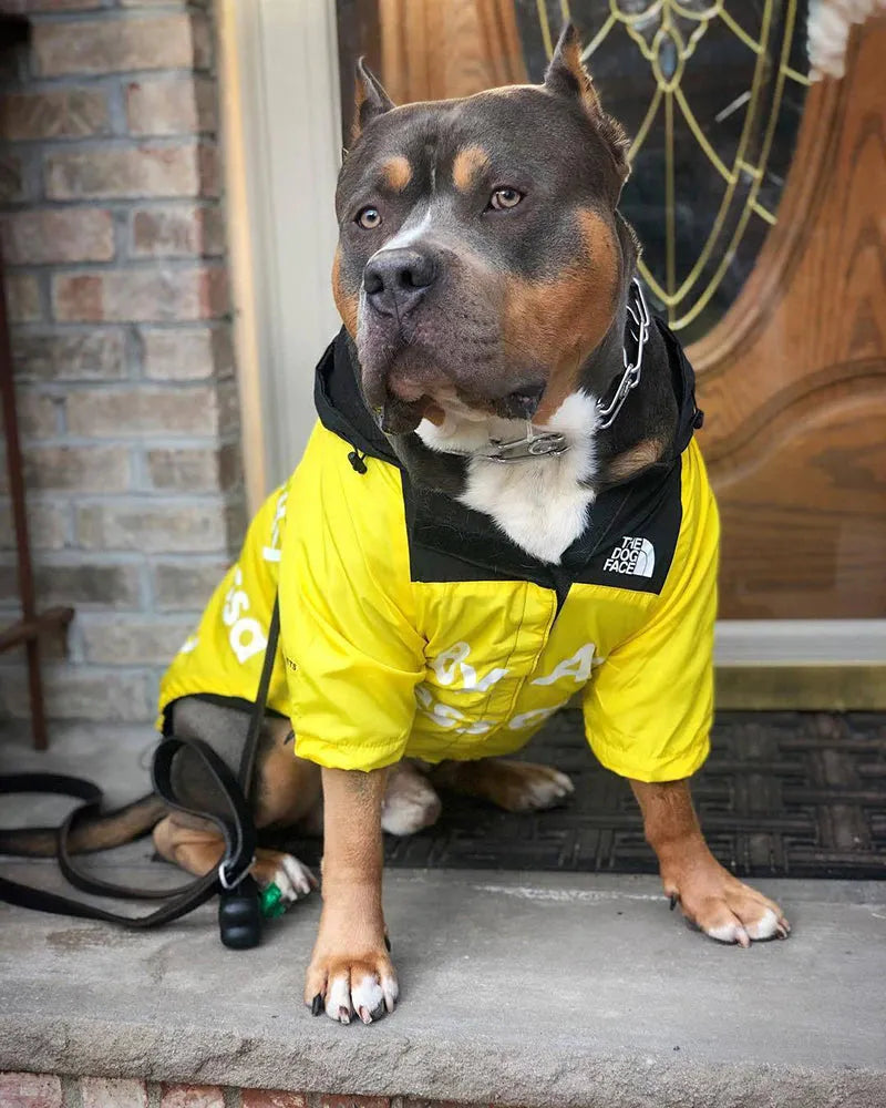 Shiba Inu wearing a yellow "The Dog Face" hoodie, highlighting fashionable dog apparel.