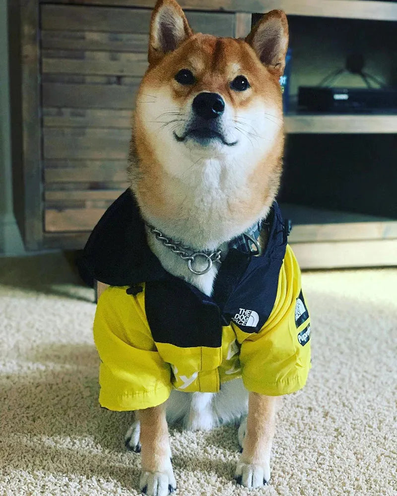 Large dog sitting on a porch wearing a yellow "The Dog Face" hoodie, highlighting stylish dog wear.