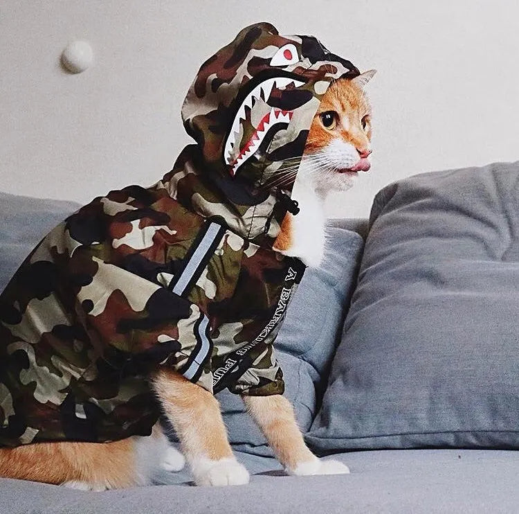 Cat wearing a camouflage dog hoodie designed for large dogs, sitting on a couch and sticking out its tongue.