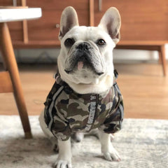 French Bulldog wearing a camouflage dog hoodie for large dogs, sitting indoors on a rug.