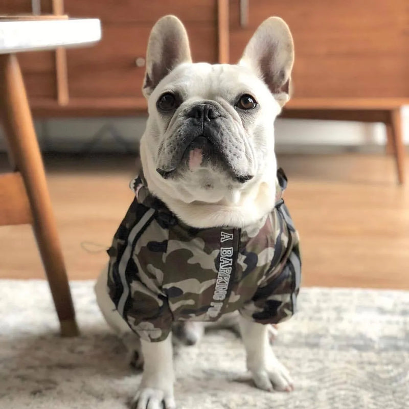French Bulldog wearing a camouflage dog hoodie for large dogs, sitting indoors on a rug.