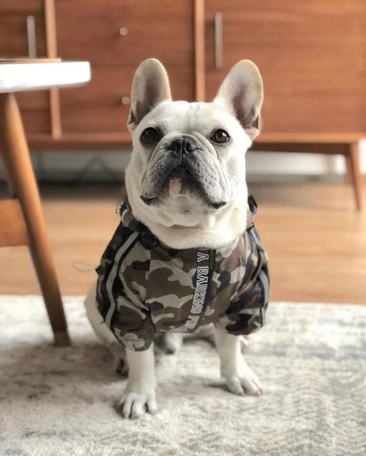 French Bulldog wearing a camouflage dog hoodie for large dogs, sitting indoors on a rug.