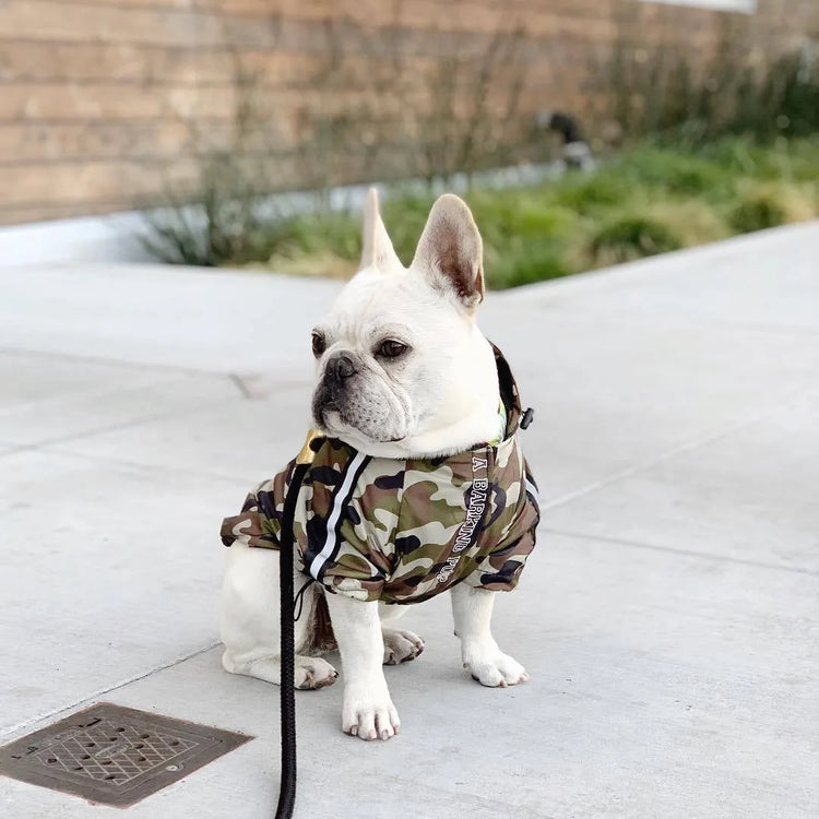 French Bulldog wearing a camouflage dog hoodie for large dogs, sitting outdoors on a pavement.