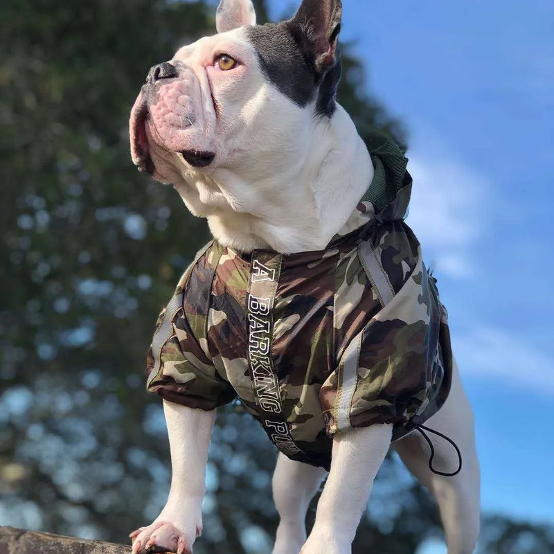 French Bulldog wearing a camouflage dog hoodie for large dogs, standing on an elevated surface outside.