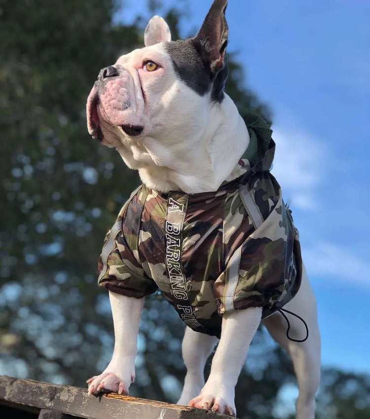 French Bulldog wearing a camouflage dog hoodie for large dogs, standing on an elevated surface outside.