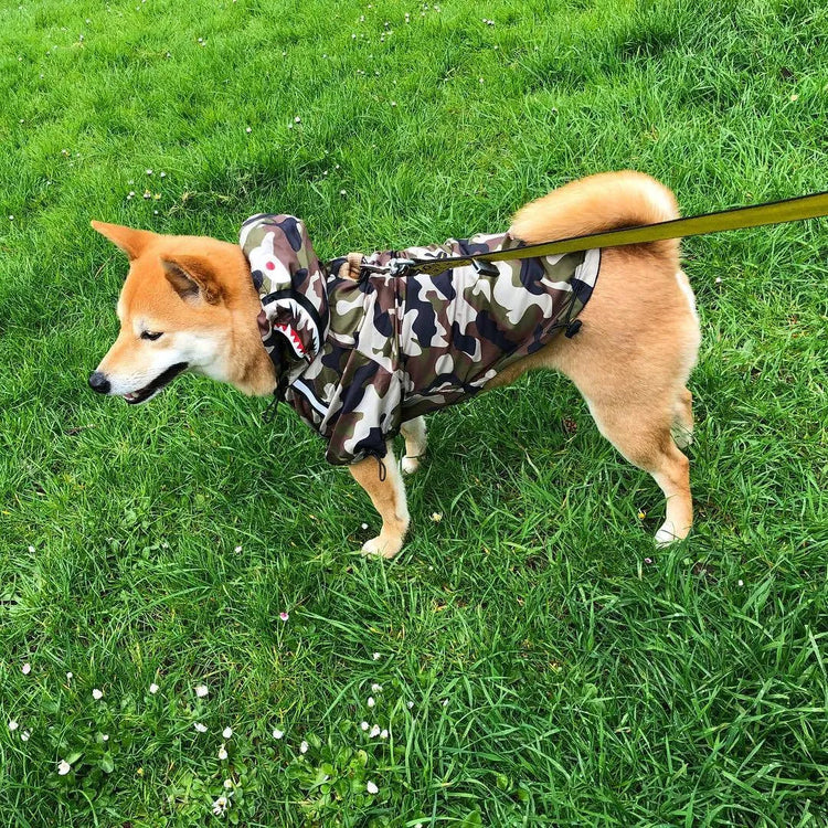 Dog walking on grass wearing a camouflage dog hoodie for large dogs, with a leash attached.