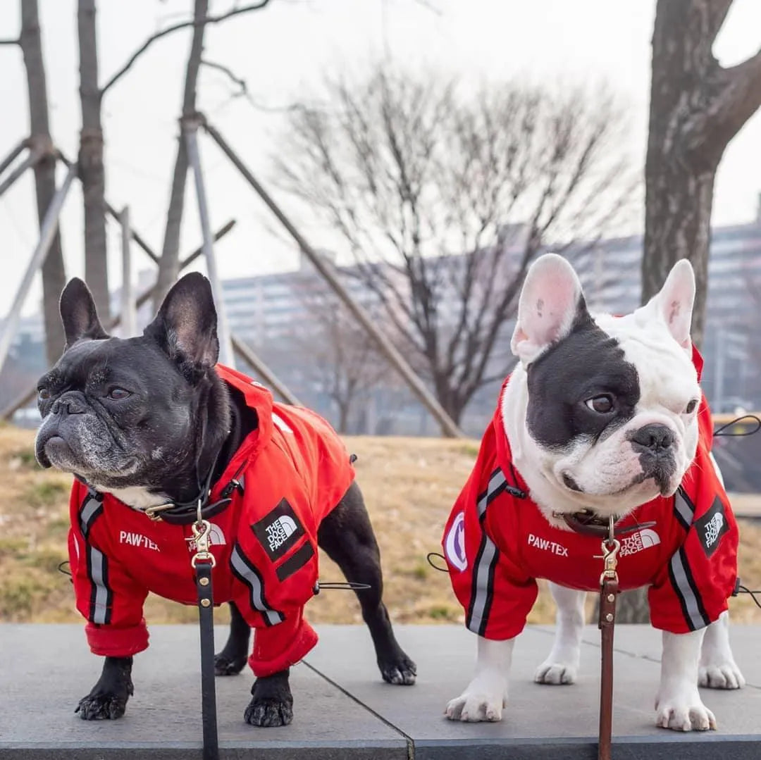 Two French Bulldogs wearing red large dog hoodies with 'The Dog Face' logo and American flag design, standing outdoors.