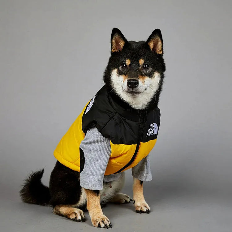 Shiba Inu wearing a black and yellow large dog coat with the logo "The Dog Fans" on the front, also wearing sunglasses.