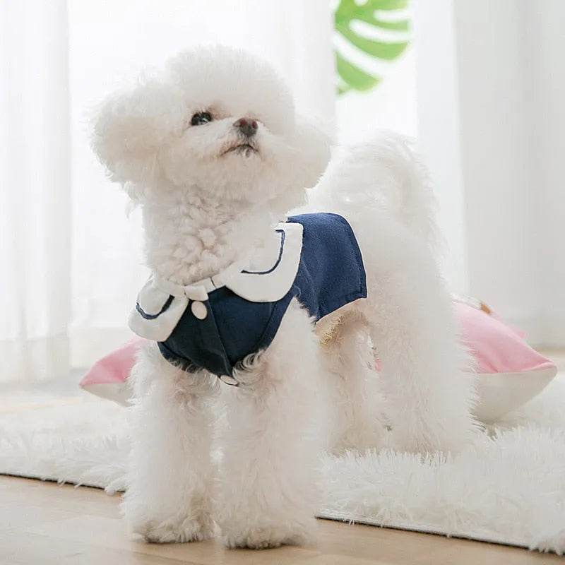 White fluffy dog wearing a navy blue dog coat with a white collar and buttons