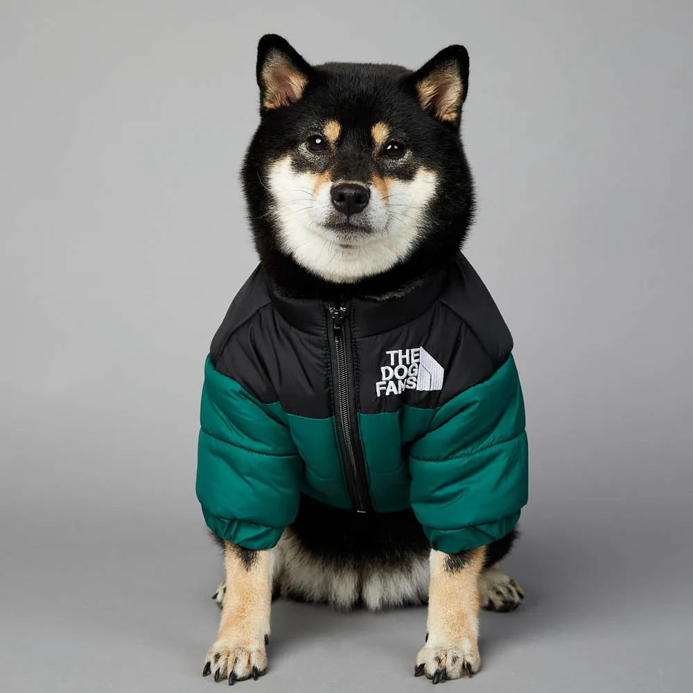 Black dog wearing a green and black puffer jacket from 'The Dog Fans,' ideal as a Puffer Jacket For Dogs."