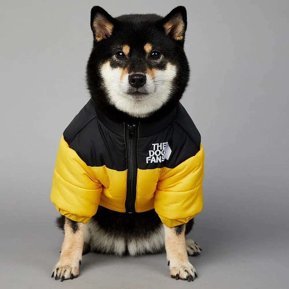 Black dog wearing a yellow and black puffer jacket from 'The Dog Fans,' vibrant Puffer Jacket For Dogs."